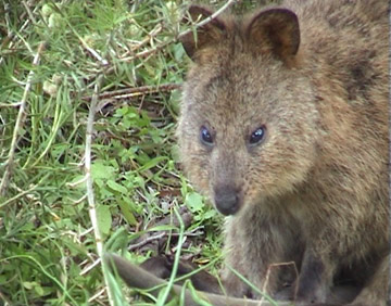 Quokka Closeup