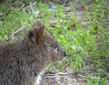 Quokka Profile