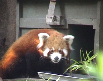 Red Panda