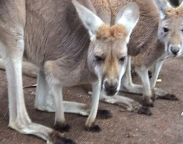 Roo feeding