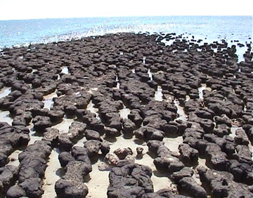 Stromatolites