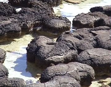 Stromatolites