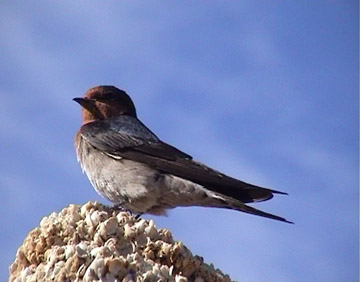 Swallow
