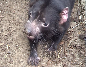 Tasmanian Devil