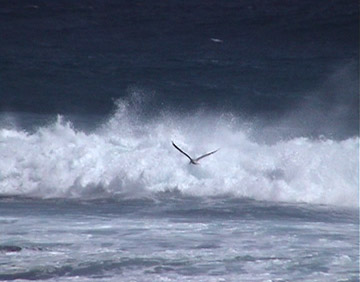 Tern on the ocean