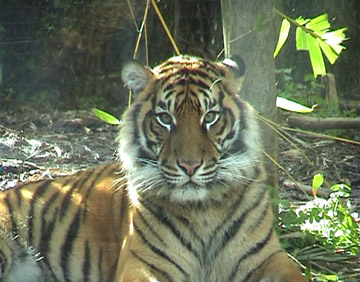 Sumatran Tiger