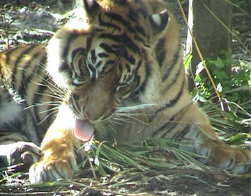 Sumatran Tiger Washes
