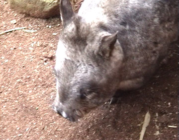 Wombat