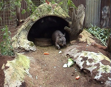 Wombat